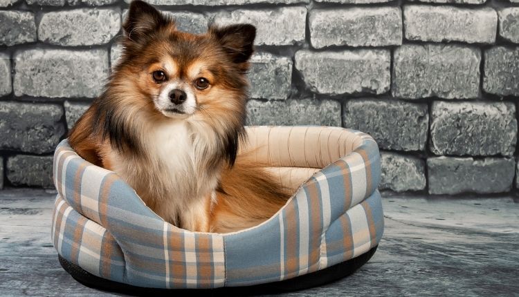 Can A ChihuahCan A Chihuahua Be An Emotional Support Dog?ua Be An Emotional Support Dog?