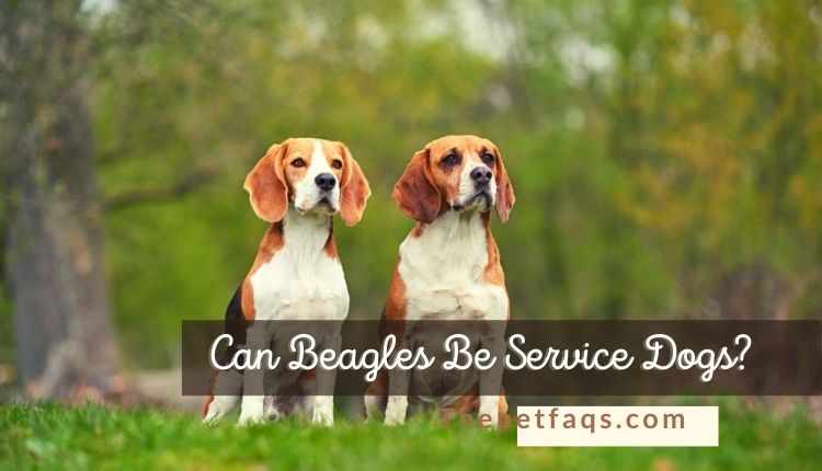 Can Beagles Be Service Dogs? Learn From Expert