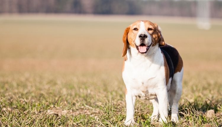 Can Beagles Be Service Dogs? 