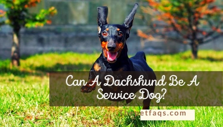 Can A Dachshund Be A Service Dog