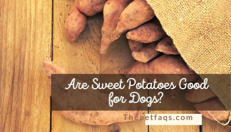 Are Sweet Potatoes Good For Dogs?