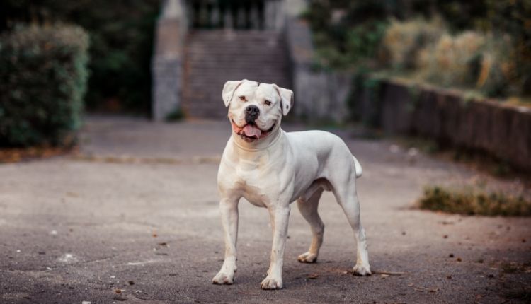 What to know about American bulldogs