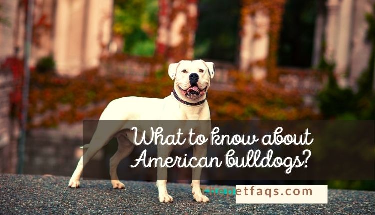 What to know about American bulldogs?
