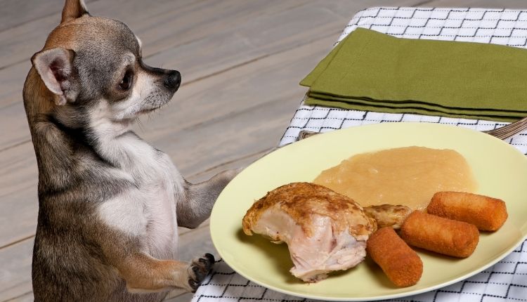 What's The Best Dog Food For Chihuahuas?