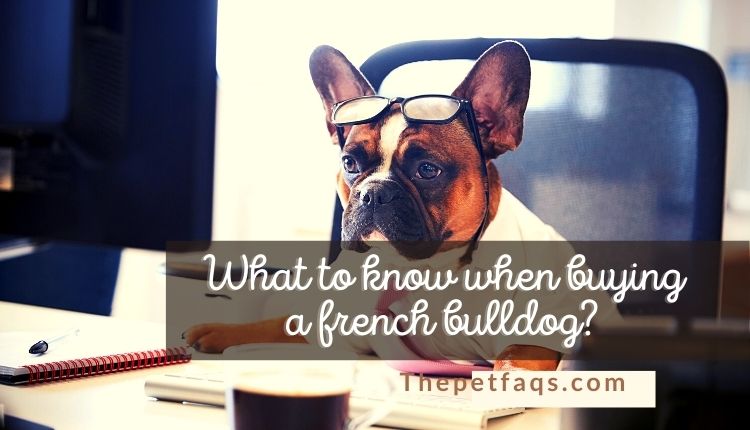 What to know when buying a french bulldog?