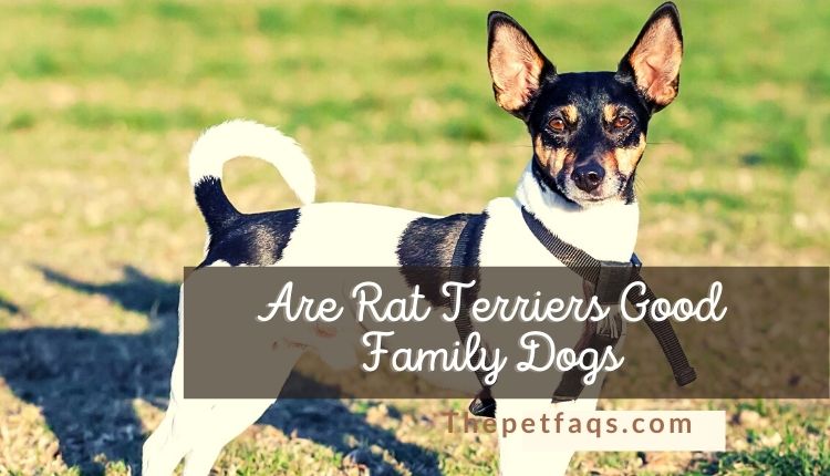 Are Rat Terriers Good Family Dogs?