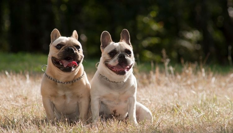 Are French Bulldogs Smart Dogs?
