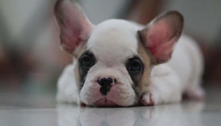 Are French Bulldogs Smart Dogs?