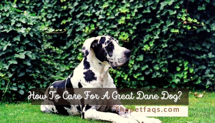 How To Care For A Great Dane Dog?