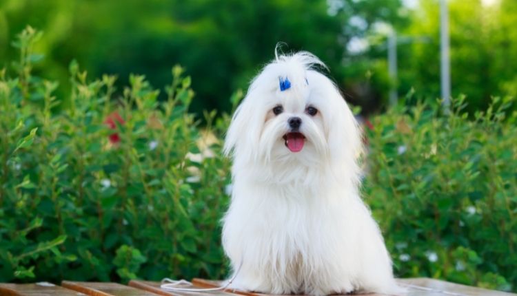 How Much Is A Maltese Dog Worth