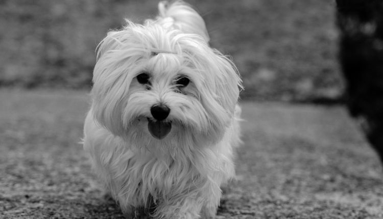 Where To Adopt A Maltese Dog?