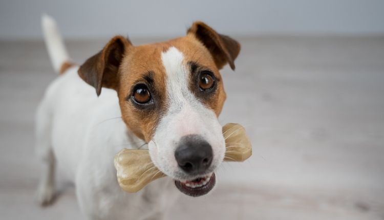 Are Rawhide Bones Bad For Dogs To Eat
