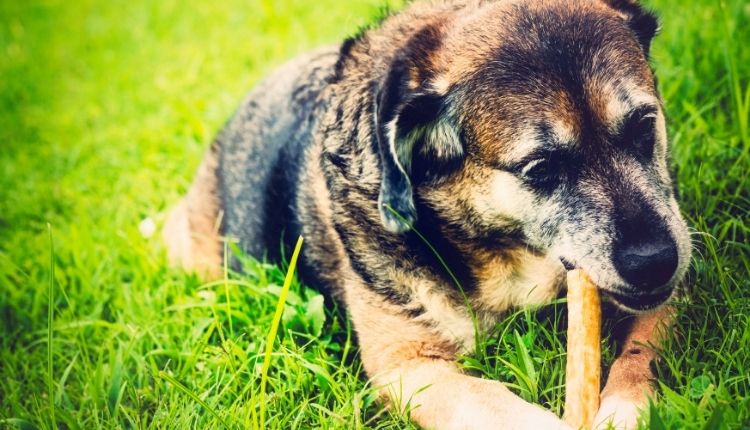 Are Rawhide Bones Bad For Dogs To Eat