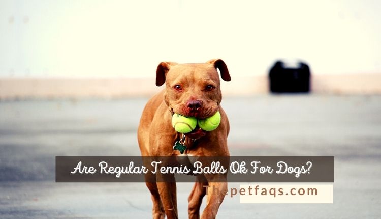Are Regular Tennis Balls Ok For Dogs