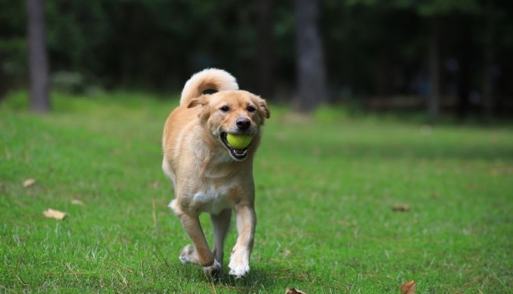 Are Regular Tennis Balls Ok For Dogs