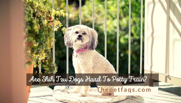 Are Shih Tzu Dogs Hard To Potty Train?