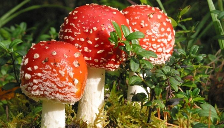 Are red mushrooms poisonous to dogs? Before diving deeper into the topic, let us learn a little bit more about the different kinds of "red" mushrooms.