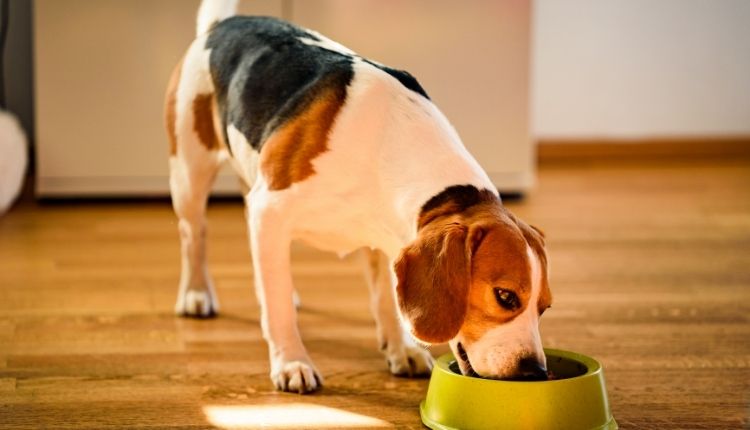Will Cat Food Make A Dog Sick?