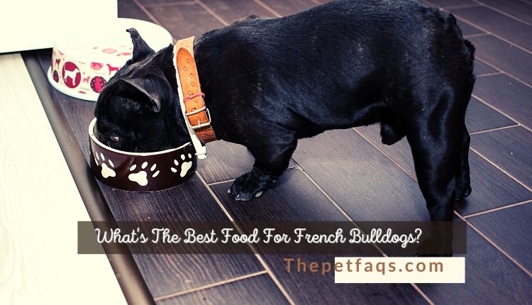 What’s The Best Food For French Bulldogs?