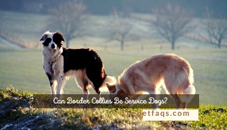 Can Border Collies Be Service Dogs?