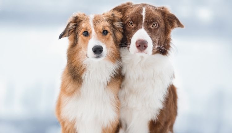 Can Border Collies Be Service Dogs
