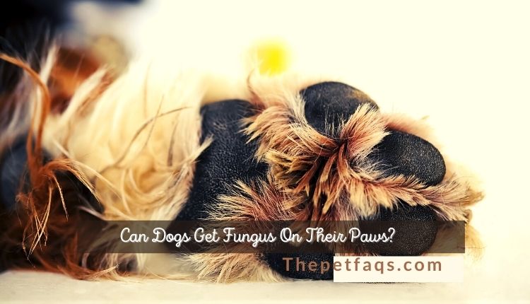 Can Dogs Get Fungus On Their Paws?