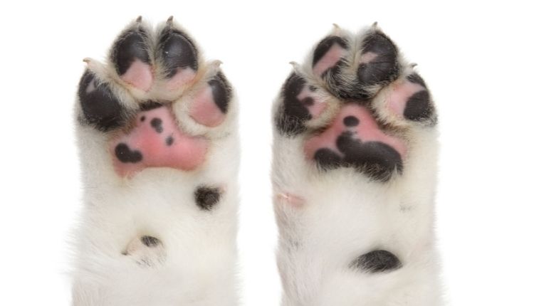 Can Dogs Get Fungus On Their Paws