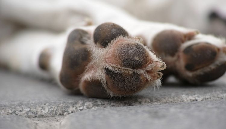 Can Dogs Get Fungus On Their Paws