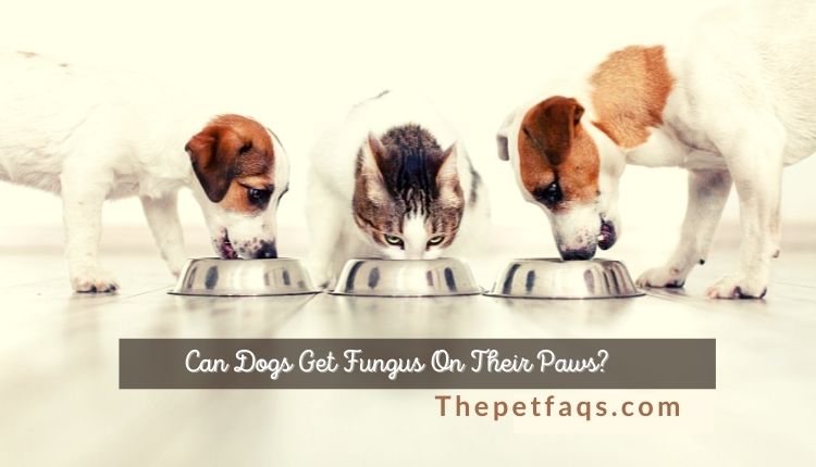 The Ultimate Guide On Can Dogs Eat Cat Food Once?