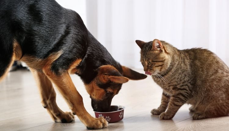 Can Dogs Eat Cat Food Once?