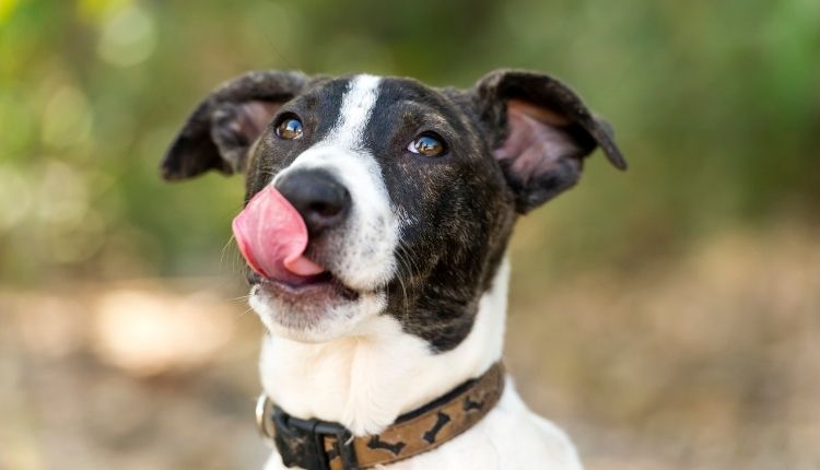 How To Stop A Dogs Tongue From Bleeding?