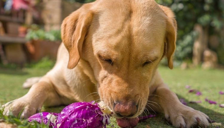 How To Keep Your Dog From Eating Rabbit Poop