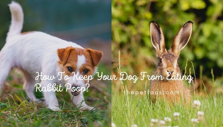 How To Keep Your Dog From Eating Rabbit Poop?