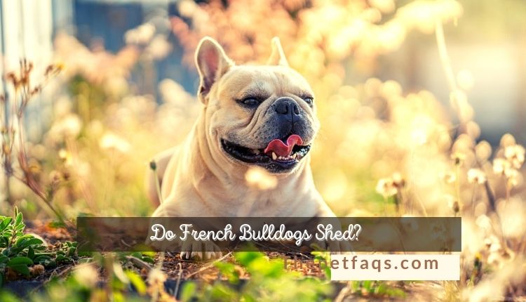 Do French Bulldogs Shed? Learn More From Expert