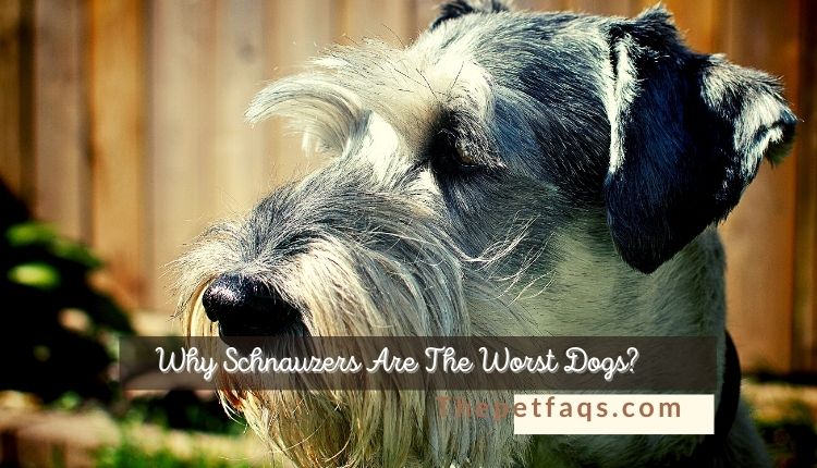 Why Schnauzers Are The Worst Dogs? - The Pet Faqs