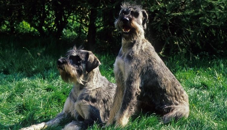 Why Schnauzers Are The Worst Dogs?
