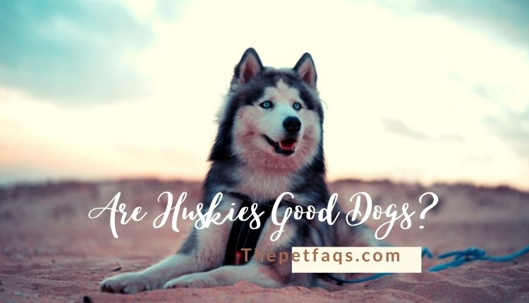 The Ultimate Guide On Are Huskies Good Dogs?