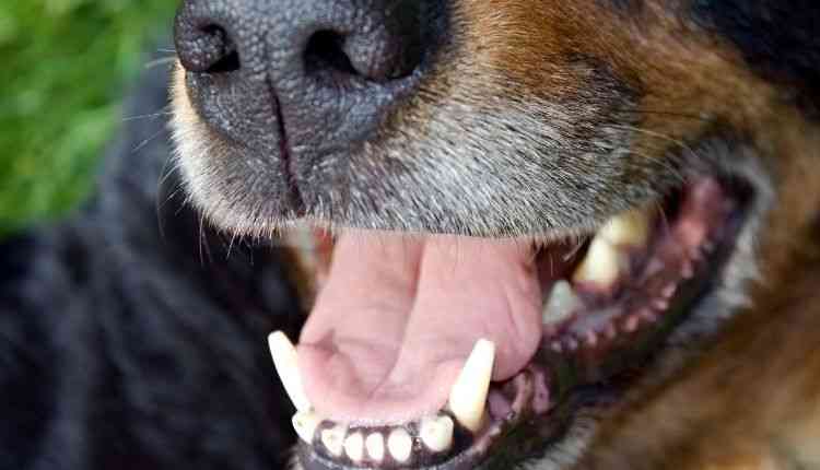 dogs clean teeth for chweing dried cow ears