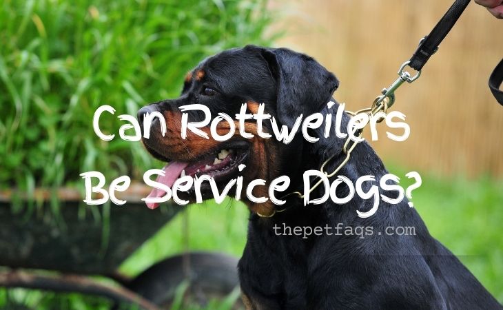 Can Rottweilers Be Service Dogs?