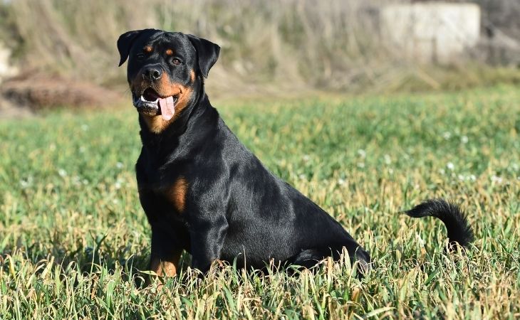 Can Rottweilers Be Service Dogs
