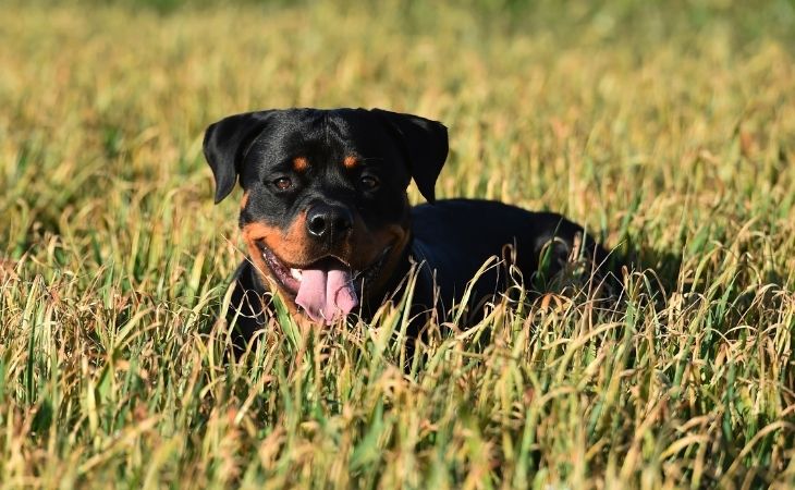 Can Rottweilers Be Service Dogs